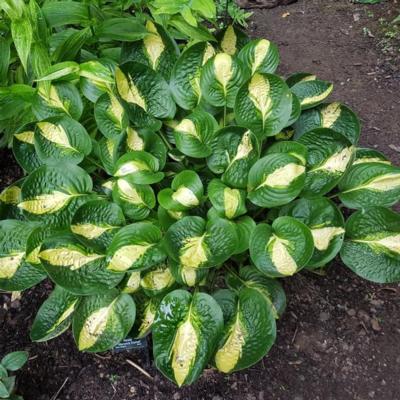 Hosta 'Warwick Comet'